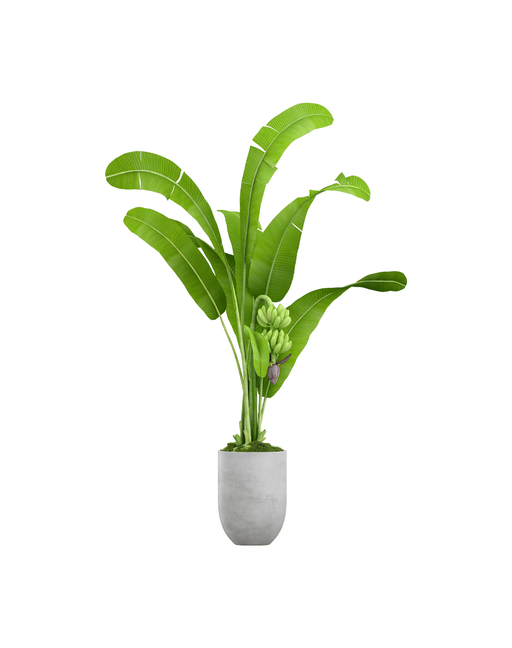 Spathiphyllum domino